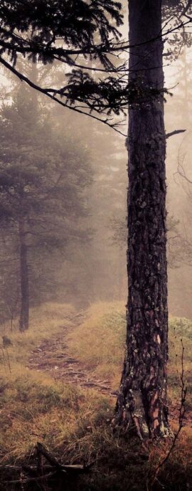 Capture Moment